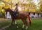 Young pretty girl - riding a horse with backlit leaves behind