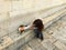 A young pretty tourist sitting down petting one of the many stray cats that roam the streets of Dubrovnik, Croatia,