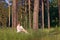 Young pretty woman in white smiles and sits in green grass