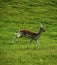 Young prickett Fallow deer in the spotted summer coats