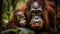 Young primate staring, close up portrait of cute orangutan in tropical forest generated by AI