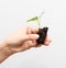 Young process of a plant on a white background