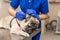 Young professional female veterinarian doctor clean ears of pug dog in veterinary clinic