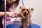 Young professional groomer grooming yorkshire terrier in pet salon