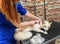 Young professional groomer woman brushing cute white fox at pet salon. Veterinarian, pet care, business concept