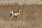Young Pronghorn Antelope Buck