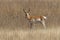Young Pronghorn Antelope Buck on the Prairie