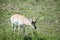 Young Pronghorn Antelope grazing in a meadow