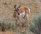 A Young Pronghorn In A Field In Wyoming