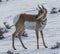 A Young Pronghorn On The Snow In Wyoming