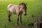 Young Przewalski horse in Wildpark of Han-Sur-Lesse, Belgium