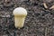 Young puffball mushroom