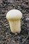 Young puffball mushroom