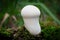 Young Puffball mushroom funghi