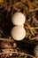 Young puffball mushrooms in forest