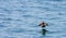 Young Puffin flying above the Atlantic Ocean