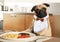 Young pug in shirt front dining in the kitchen