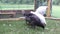 Young pullet and cockerel chickens in chicken run