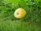 Young pumpkin on the grass. immature pumpkin