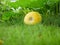 Young pumpkin on the grass. immature pumpkin