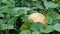 Young pumpkin growing in the garden outside