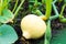 Young pumpkin grows on a bush in the garden