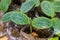 A young pumpkin plants grow from ground on soil.