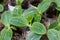 A young pumpkin plants grow from ground on soil.