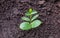 Young pumpkin sprouts in the garden.