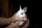 Young pup rabbit in farmers hands. Little baby white rabbit. Furry pet in farmer hands.