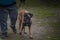 A young puppy of the African Boerboel breed goes on a leash next to the owner. He has this first ever dog show.