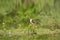 Young puppy bird black-winged stilt and mother