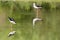 Young puppy bird black-winged stilt and mother