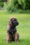 Young puppy of Fila Brasileiro (Brazilian Mastiff)