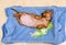 A young puppy of a hunting breed of dachshund sleeps lying on his back and stretched out to his full height.