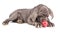 Young puppy italian mastiff cane corso playing with red apple