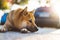 Young puppy of japanese dog breed enjoys outdoor recreation in rays of the sun, portrait shiba inu close-up smiles red dog, friend