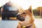 young puppy of japanese dog breed enjoys outdoor recreation in rays of the sun, portrait shiba inu close-up smiles red dog, friend