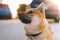 Young puppy of japanese dog breed enjoys outdoor recreation in rays of the sun, portrait shiba inu close-up smiles red dog, friend