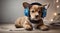 Young puppy listening to music on a head set