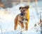 Young puppy on snow in winter