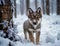 Young puppy Wolf in a snow covered winter forest