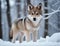 Young puppy Wolf in a snow covered winter forest