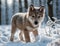 Young puppy Wolf in a winter forest