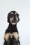 Young purebred Afghan Hound black color and brown with glasses