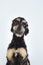 Young purebred Afghan Hound black color and brown with glasses