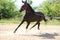 Young purebred  black colored saddle horse canter on cord