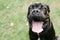 Young purebred black dog cane corso on green lawn with tongue