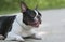 Young purebred Boston Terrier lying on a bench in a park