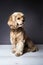 Young purebred Cocker Spaniel on wooden floor